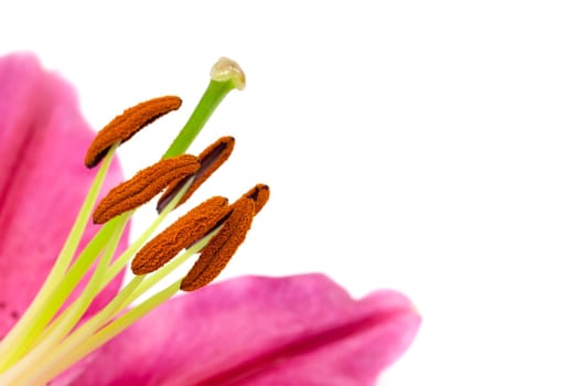 Lily,close-up of pink flower against white background
