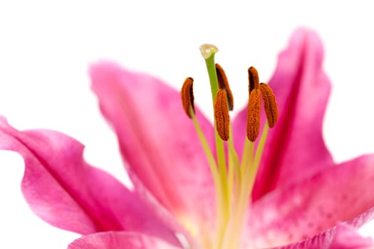 Lily,close-up of pink flower against white background