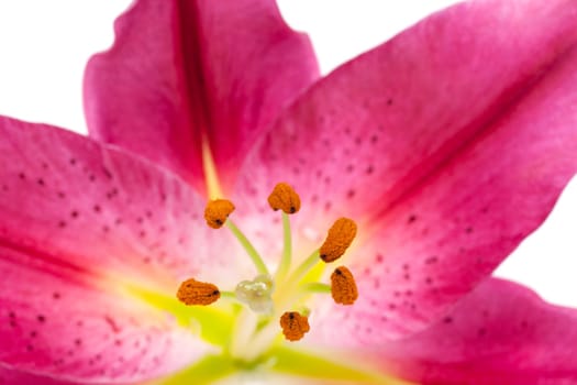 Lily,close-up of pink flower against white background