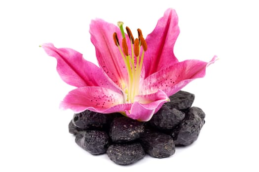 Lily,close-up of pink flower against white background
