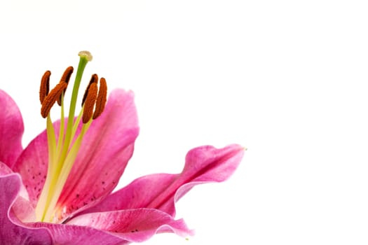 Lily,close-up of pink flower against white background