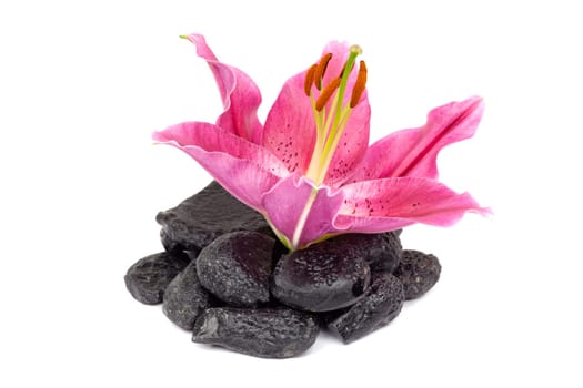 Lily,close-up of pink flower against white background
