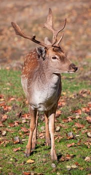 Closeup of a fallow deer on a fall day.