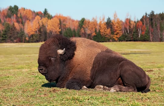 A bison is lying down in the grass on a colorful fall day.