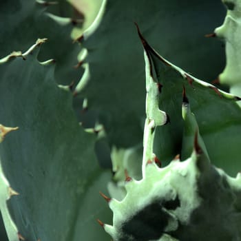 Square close-up of aloe leaves