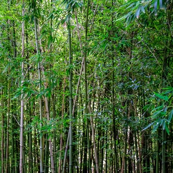 Bamboo background