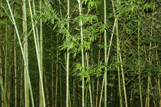 Bamboo background