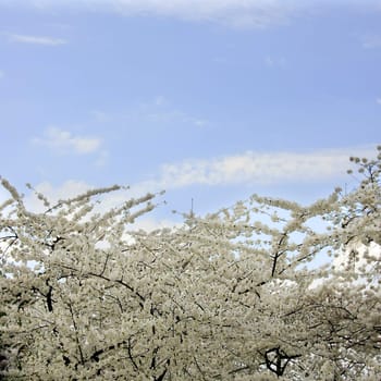 Background of cherry blossoms and sky