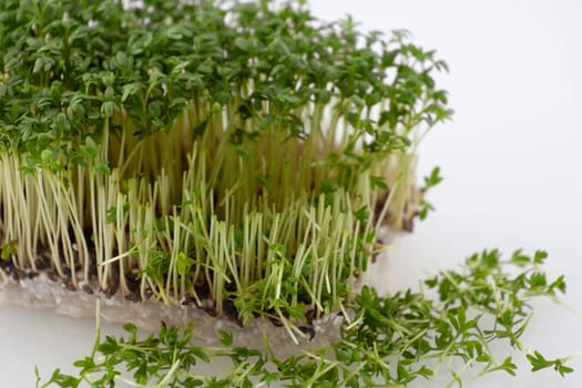 Fresh cress partly cut off with sprouts in front