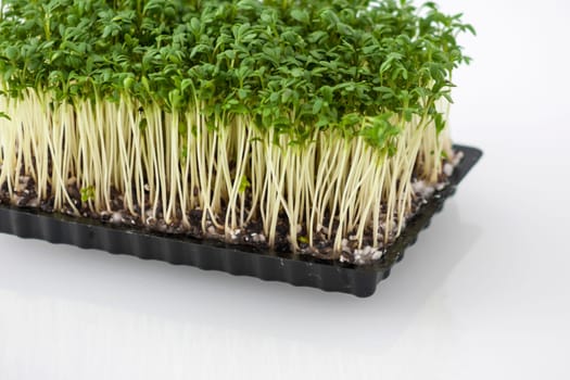 Horizontal shot of fresh cress in a black plastic box