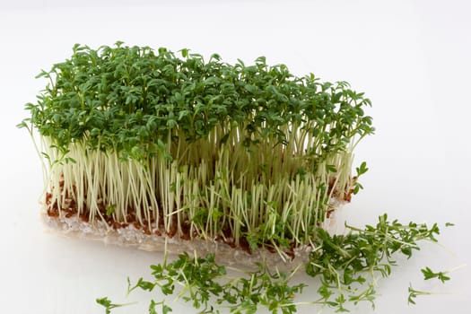 Fresh cress partly cut off with sprouts in front