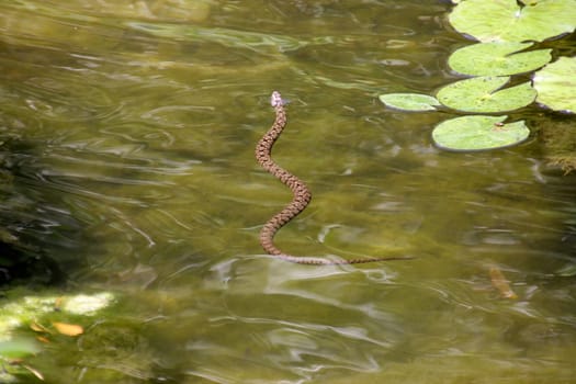 Water snake swimming in the pond from above