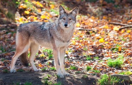 On a fall day a coyote is looking at the camera from the field.