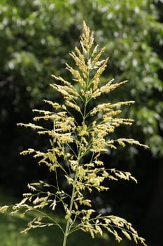 Close-up of a flowering grass