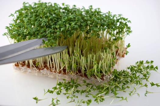 Fresh cress is cut with scissors