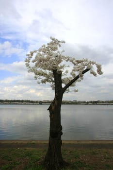 Pruned cherry tree at the lake begins to bloom