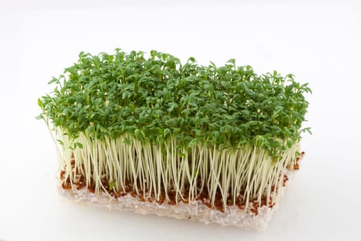 Rectangular cut of resh cress on white soil