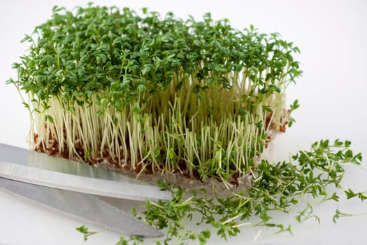 Fresh cress is cut with scissors