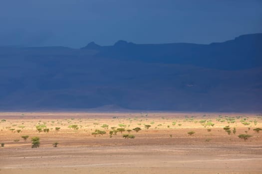 Desert landscape with dark sky and acacia trees in the Sahara, Morocco.