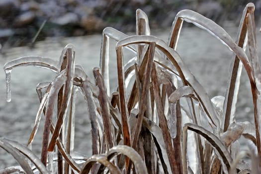 Icy stalks at frosty fountains