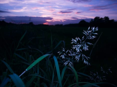 colorful sunset with grass plants as silhouette and individually lit peri grass plant in foreground
