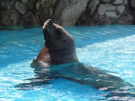 Steller sealion