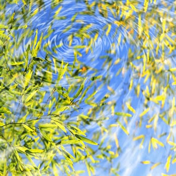 Bamboo reflected on water surface for adv or others purpose use