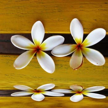 Frangipani tropical flowers from deciduous tree, plumeria