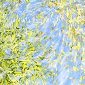 Bamboo reflected on water surface for adv or others purpose use