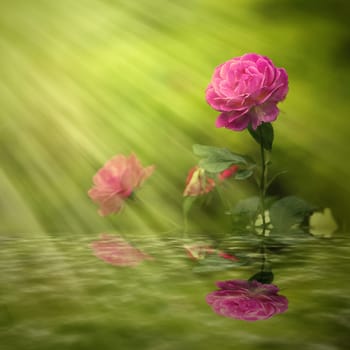 Rose with nice light for adv or others purpose use