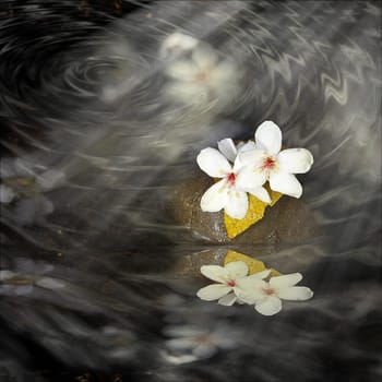 beautiful tung flowers for adv or others purpose use