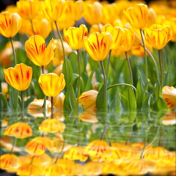 colorful tulips for adv or others purpose use