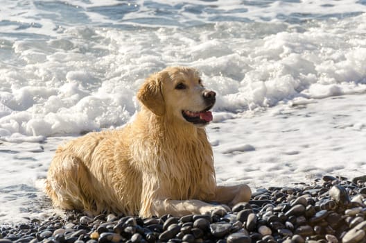 Golden Retriever in the waves in the sea in Camogli