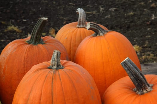 pumpkins