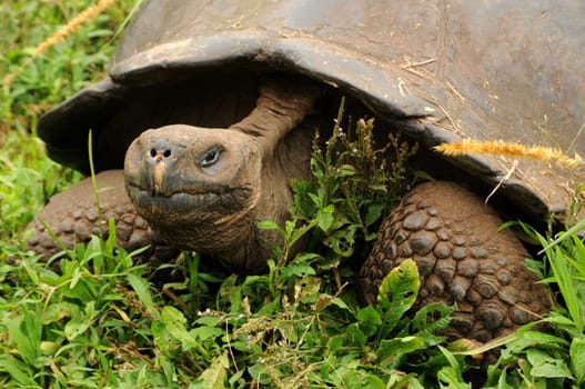 To mate and feed,the Galapagos giant tortoises,which weigh up to 250 kg,drag themselves about 15 km from the sea to the highlands! Recorded in Santa Cruz.