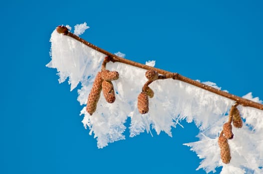 Bush with ice crystals