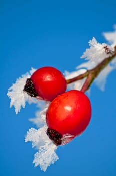 Rosehip with ice crystals