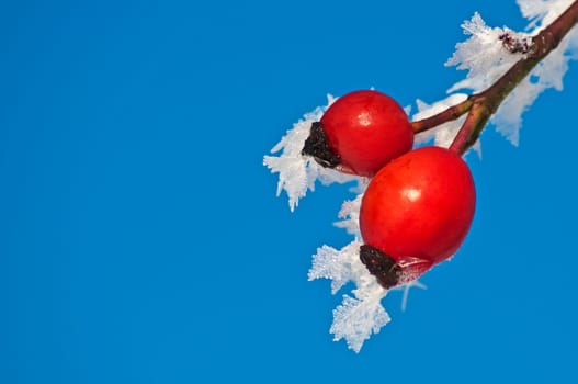 Rosehip with ice crystals