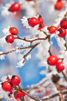 Rosehip with ice crystals