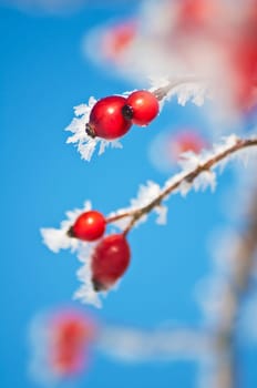 Rosehip with ice crystals