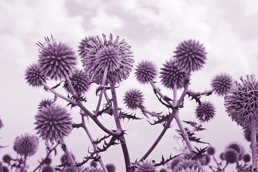 Spherical thistle flowers (in Latin: Echinops ritro) on the background of cloudy sky. Toned in violet