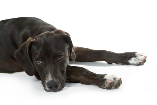 Hunting dog puppy isolated on white background