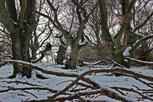 Lonely bark heart in the wintry pasture forest