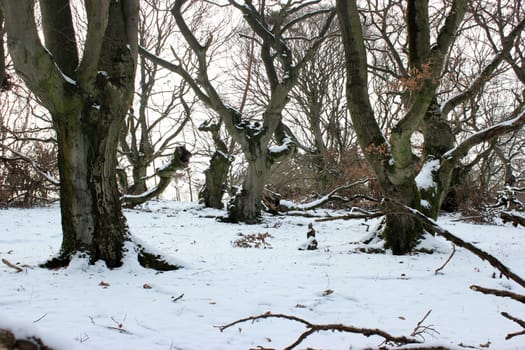 Lonely bark heart in the wintry pasture forest