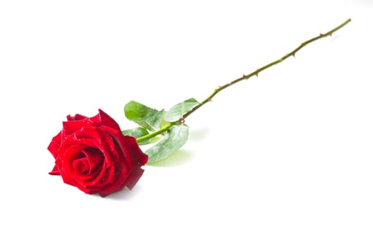 Single red rose flower isolated on white background
