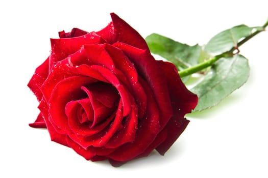 Single red rose flower isolated on white background