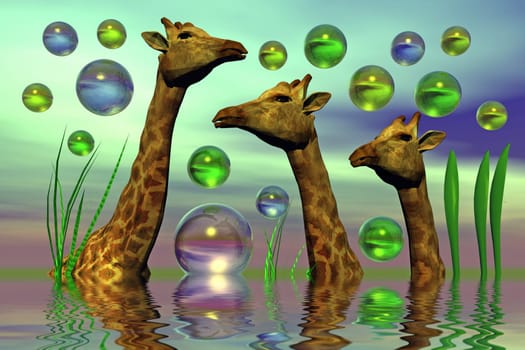 three giraffes
