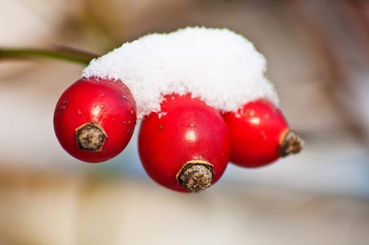 Rosehips with snow cap