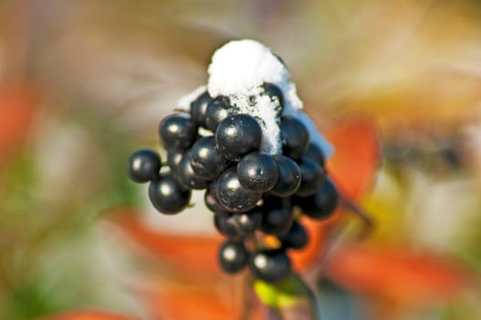 Privet with snow cap