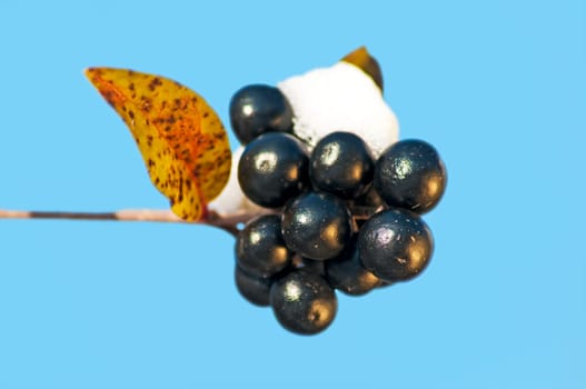 Privet with snow cap